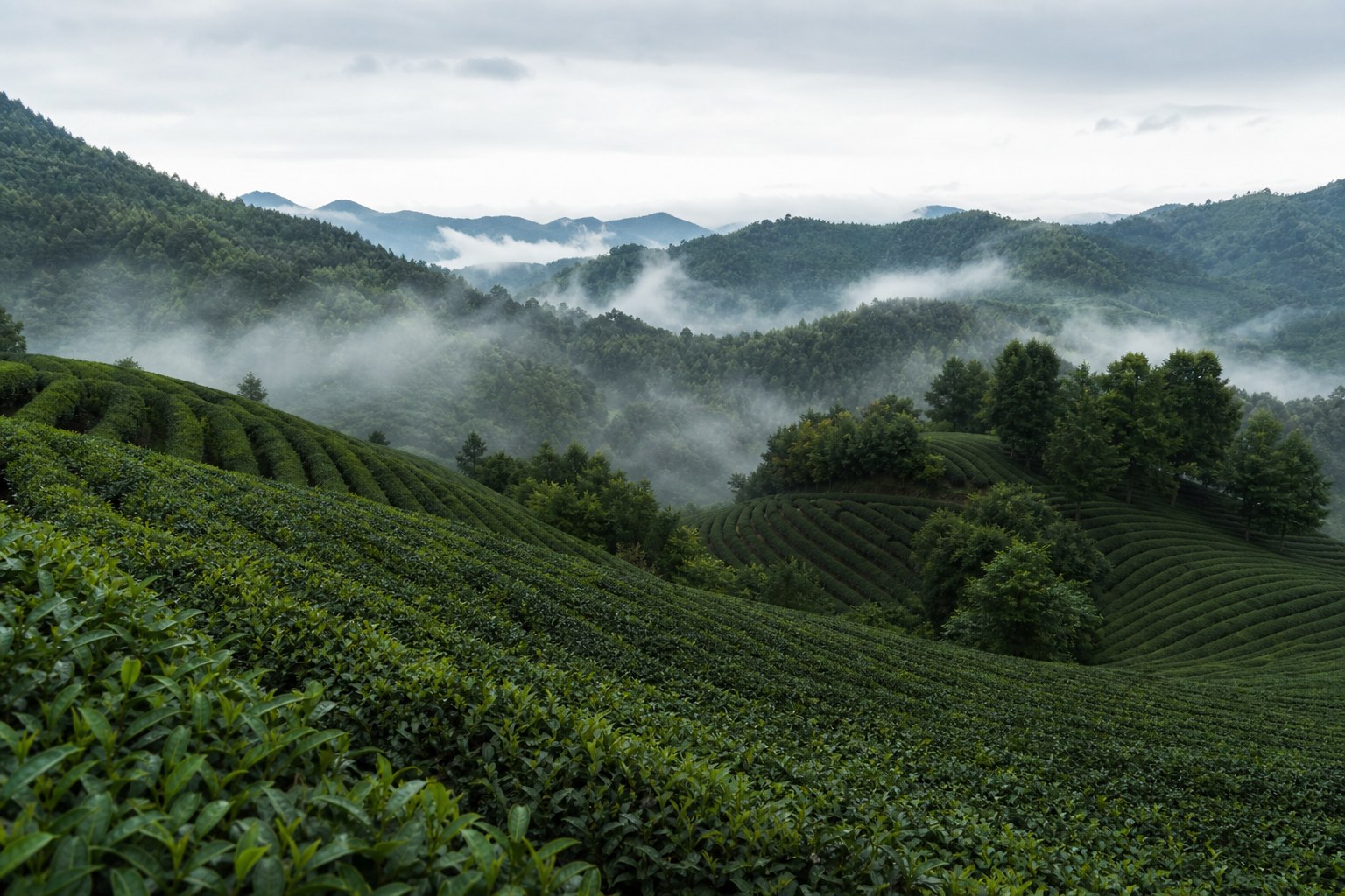 云雾中的低山茶园