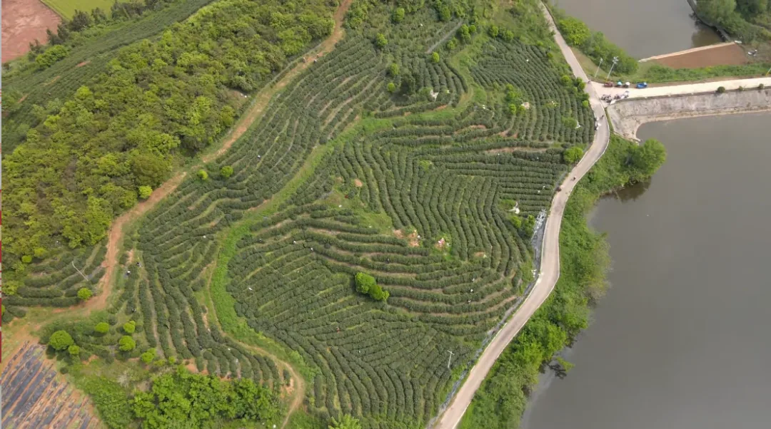 回龙观茶园与周边山地实景