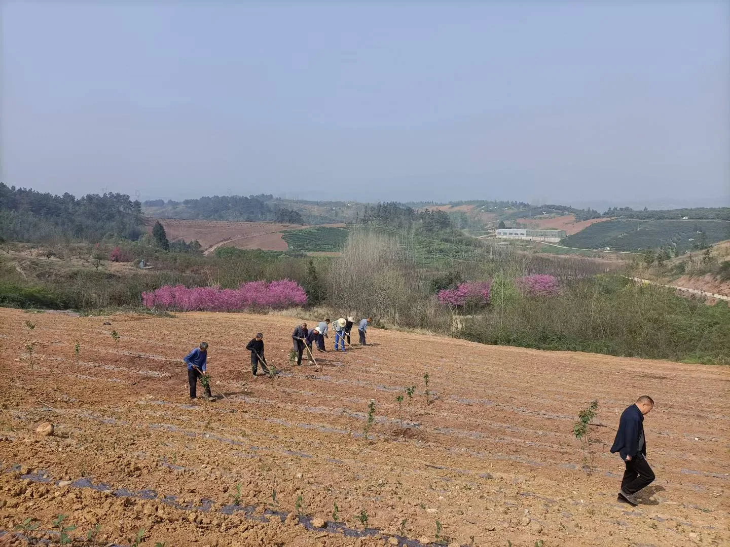 整地栽植生产现场